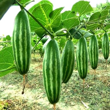Parwal Seeds for Planting | Pointed Gourd Seed | High Quality Parwal Seeds for Home Kitchen Garden, Terrace Garden (Pack Of 30+ Seed price history chart and lowest price