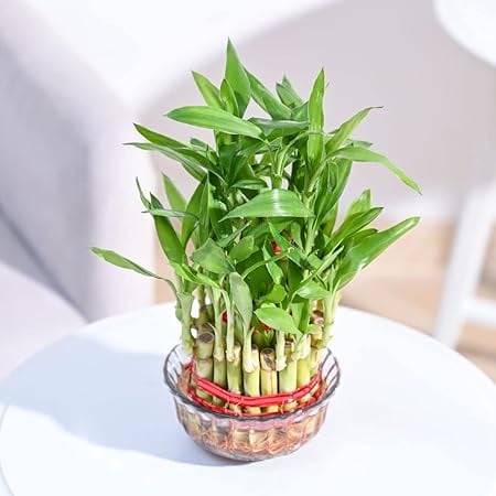 Ugaoo Lucky Bamboo 3 Layer Feng Shui Plant green color - product image from Amazon